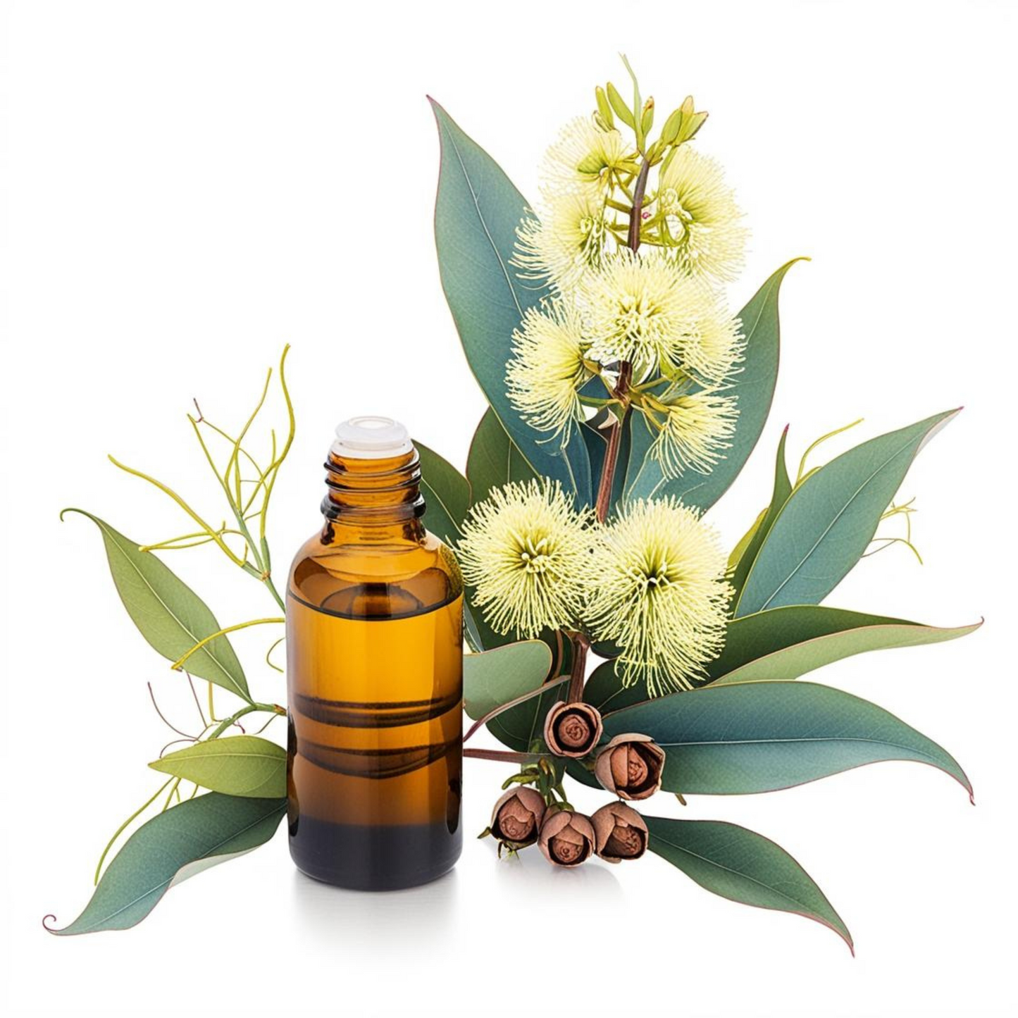 Eucalyptus Oil